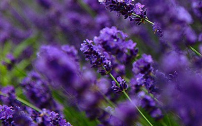 Lavender growing (close up)