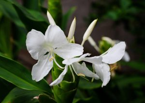 Photograph of white ginger lily flowers